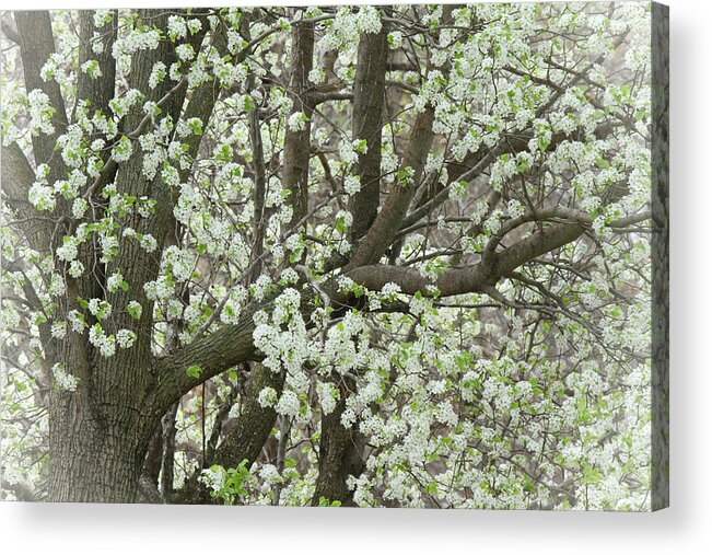 Pear Tree Acrylic Print featuring the photograph Oriental Pear Tree by Bonnie Willis