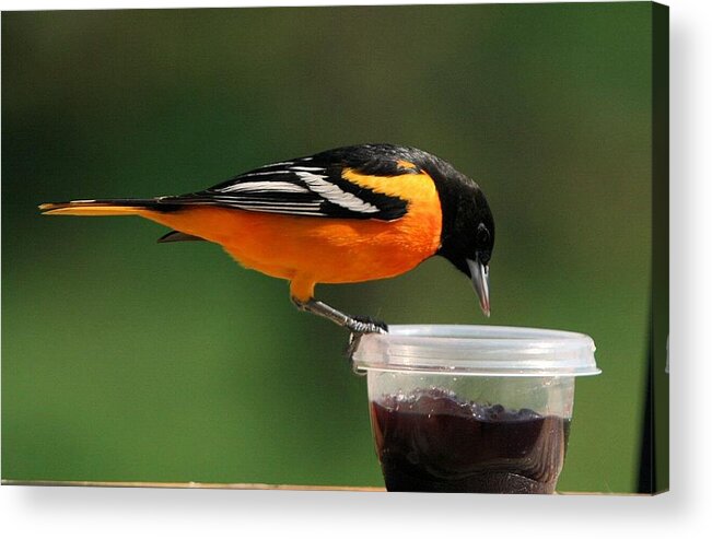 Baltimore Oriole Acrylic Print featuring the photograph Oriole at Feeder by John Dart