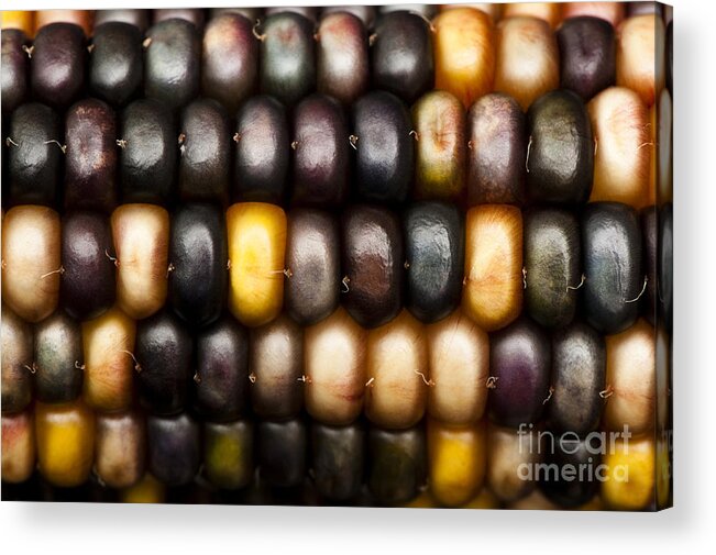 Abstract Acrylic Print featuring the photograph Ornamental Corn by Anne Gilbert