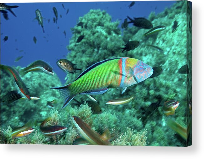 Underwater Acrylic Print featuring the photograph Ornate Wrasse by Gerard Soury