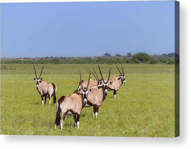 Africa Acrylic Print featuring the photograph Oryx Field of Wishbones by Sylvia J Zarco