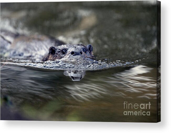 Photo Acrylic Print featuring the photograph Otter swimming, Norfolk. by Tony Mills