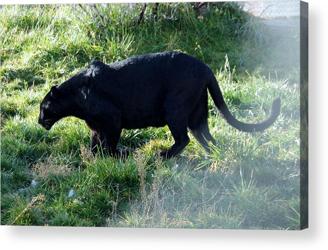 Out Of Africa Acrylic Print featuring the photograph Out of Africa Black Panther by Phyllis Spoor