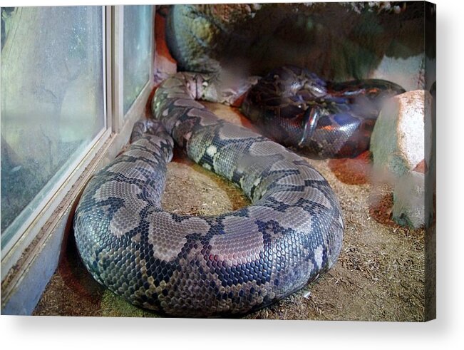 Out Of Africa Acrylic Print featuring the photograph Out of Africa Black Snake by Phyllis Spoor