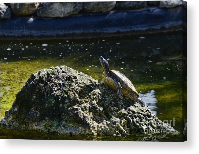 Rock Acrylic Print featuring the photograph Out On A Rock by Judy Wolinsky