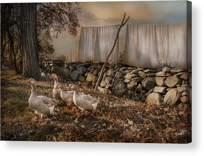 Geese Acrylic Print featuring the photograph Out To Dry by Robin-Lee Vieira