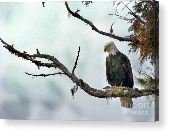 Eagle Acrylic Print featuring the photograph Overseeing Dinner by Vivian Martin