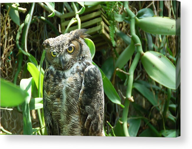 Owl Acrylic Print featuring the photograph Owl Portrait 3 by Aimee L Maher ALM GALLERY
