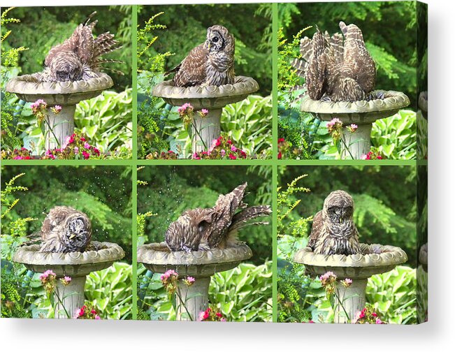 Owl Acrylic Print featuring the photograph Owls do take Baths by Jennie Marie Schell