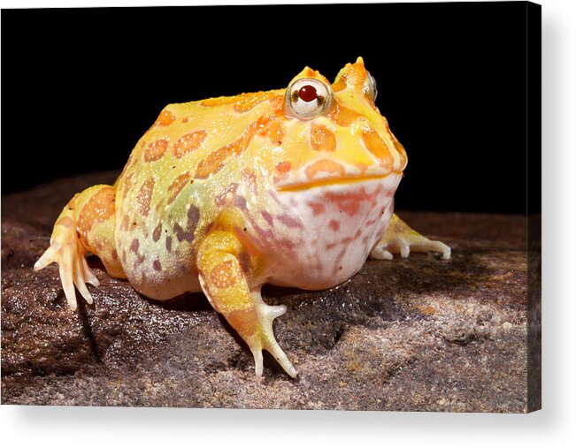 Chacoan Horned Frog Acrylic Print featuring the photograph Pac Man Frog Ceratophrys by David Kenny