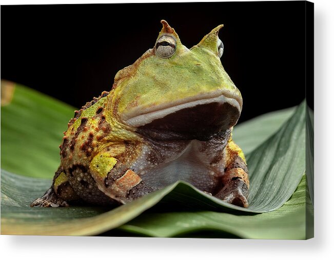 Pacman Frog Acrylic Print featuring the photograph Pacman Frog by Dirk Ercken