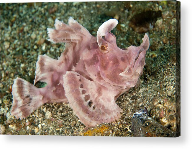 Flpa Acrylic Print featuring the photograph Paddle-flap Scorpionfish Lembeh Straits by Colin Marshall