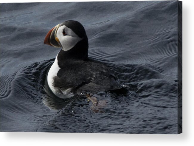 Atlantic Puffin Acrylic Print featuring the photograph Paddling Puffin by Daniel Hebard