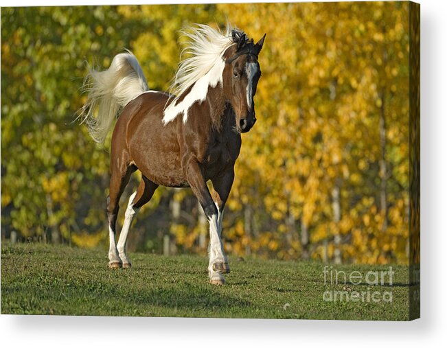 Horse Acrylic Print featuring the photograph Paint Horse, Gelding by Rolf Kopfle