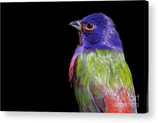 Painted Bunting Acrylic Print featuring the photograph Painted Bunting by Meg Rousher
