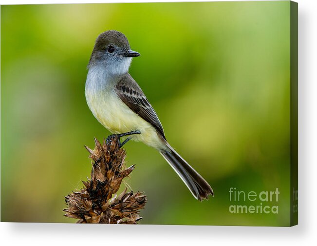 Pale-edged Flycatcher Acrylic Print featuring the photograph Pale-edged Flycatcher by Anthony Mercieca