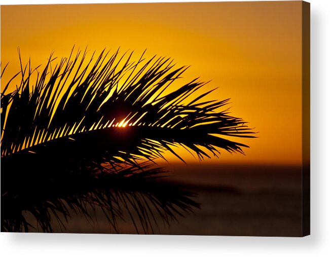 Sunset Acrylic Print featuring the photograph Palm Leaf In Sunset by Yngve Alexandersson