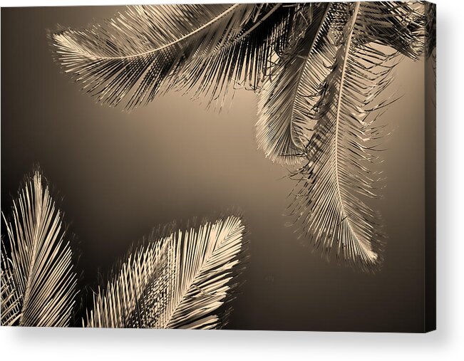 Puerto Morelos Acrylic Print featuring the photograph Palm To Palm by Allan Van Gasbeck