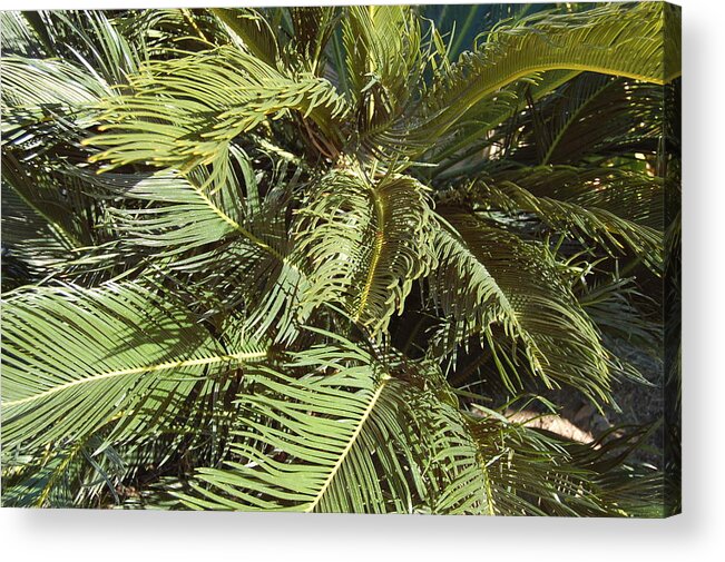 Linda Brody Acrylic Print featuring the photograph Palm Tree in Wind by Linda Brody