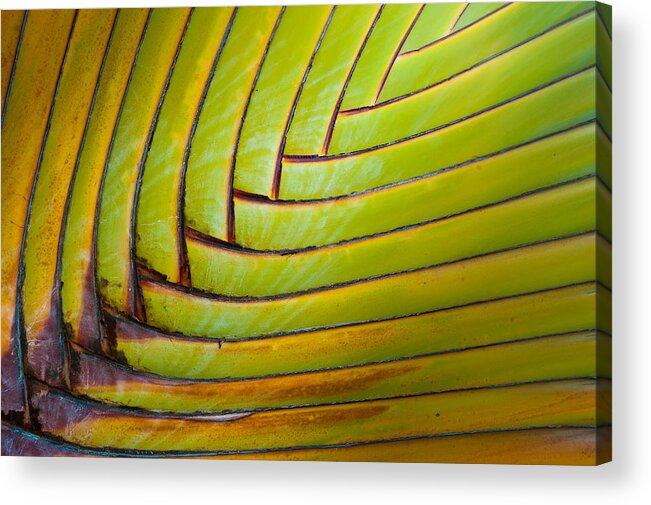 Green Acrylic Print featuring the photograph Palm Tree Leafs by Sebastian Musial