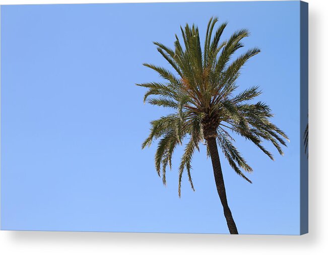 Clear Sky Acrylic Print featuring the photograph Palm Tree With Bright Blue Sky by Tom And Steve