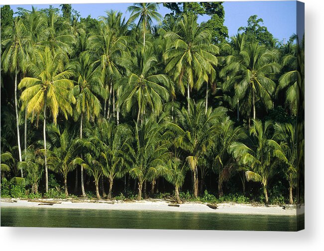 Feb0514 Acrylic Print featuring the photograph Palm Trees Along White Sand Beach Irian by Konrad Wothe