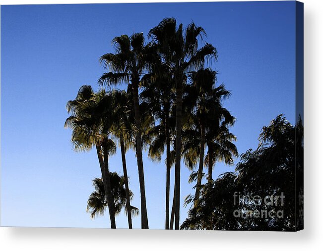 Palm Trees Acrylic Print featuring the photograph Palm Trees by Chris Thomas