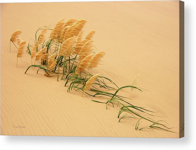 Sand Acrylic Print featuring the photograph Pampas Grass In Sand Dune by Carl Bostek