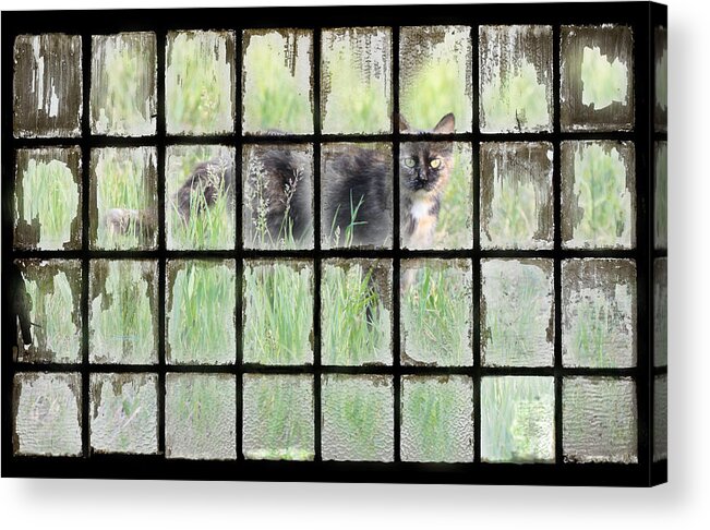 Calico Acrylic Print featuring the photograph Panes Of Calico by J Laughlin