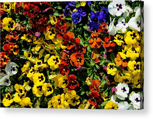 Pansies Acrylic Print featuring the photograph Pansy color mix by Jeanne May