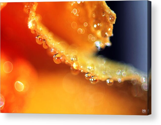 Pansy Acrylic Print featuring the photograph Pansy Droplets by John Meader