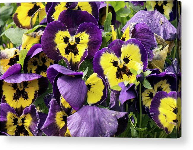 Pansy Acrylic Print featuring the photograph Pansy (viola 'matrix Purple Wing') by Adrian Thomas/science Photo Library