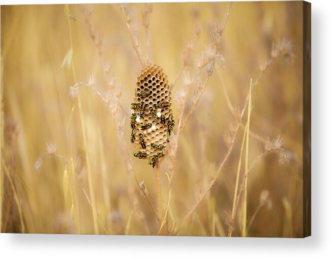 Animal Acrylic Print featuring the photograph Paper Wasp Nest by Photostock-israel