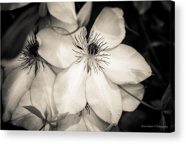 Black Acrylic Print featuring the photograph Paperwhite by Ross Henton