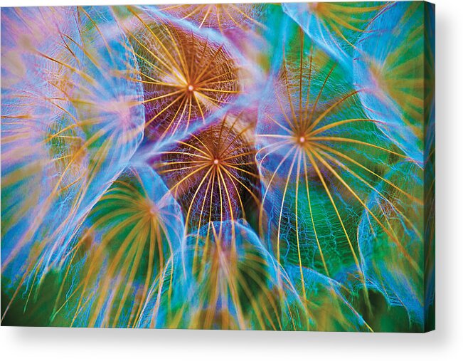 Floral Photographs Acrylic Print featuring the photograph Parachute Time by David Davies