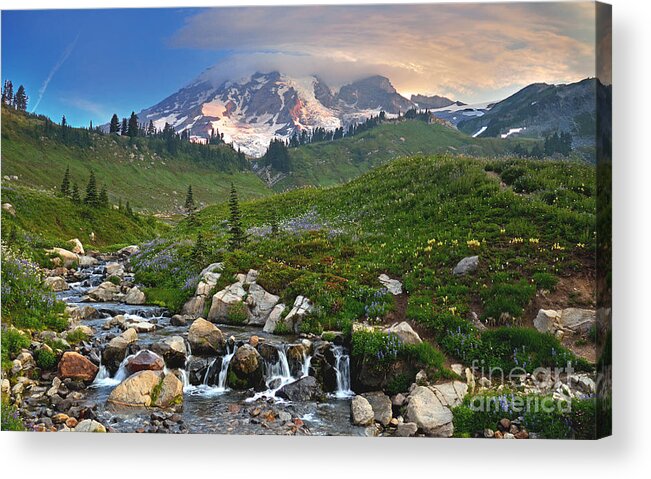 Nature Usa Mt Mount Northwest Mountain Scenic Flowers Landscape Pacific Pine Travel Recreation View Mt Rainier Range Stock Lake Government Wilderness Beautiful Cascade Peak Rugged Continental Image Tourism Wild Flowers Colorful Green Blue Panorama Mt Rainier National Park Beauty Forest Central Hood Park National Outdoor Oregon Clear Destination Wildflower Acrylic Print featuring the photograph Paradise by Jim Chamberlain