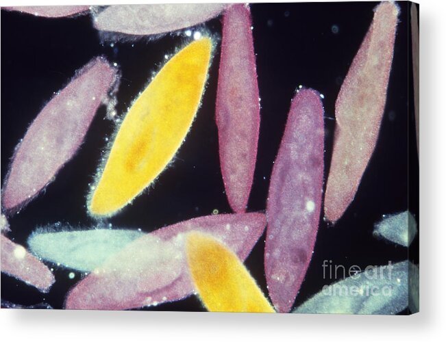 Microorganism Acrylic Print featuring the photograph Paramecium by Gary Retherford