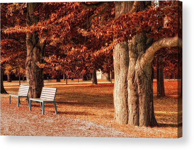 Avenue Acrylic Print featuring the photograph Park With Beech Trees In Autumn by Kerrick