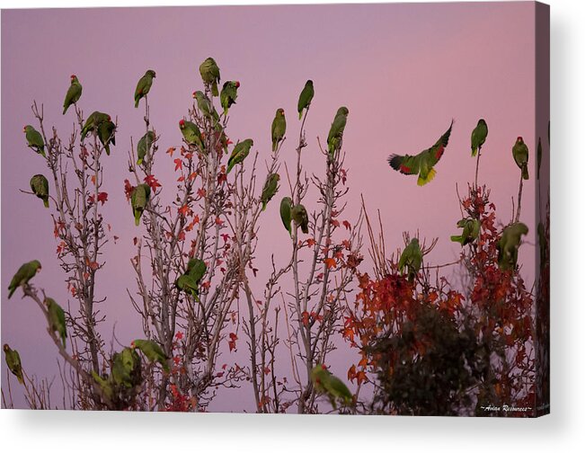 Parrots Acrylic Print featuring the photograph Parrots at Roost by Avian Resources