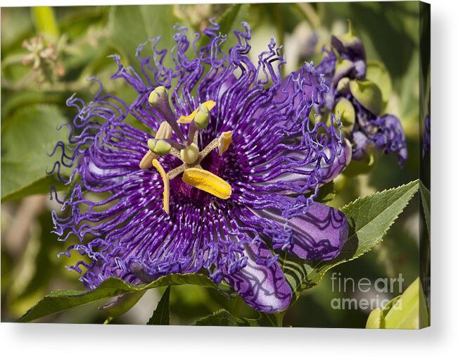Passion Flower Acrylic Print featuring the photograph Passion Flower by Meg Rousher