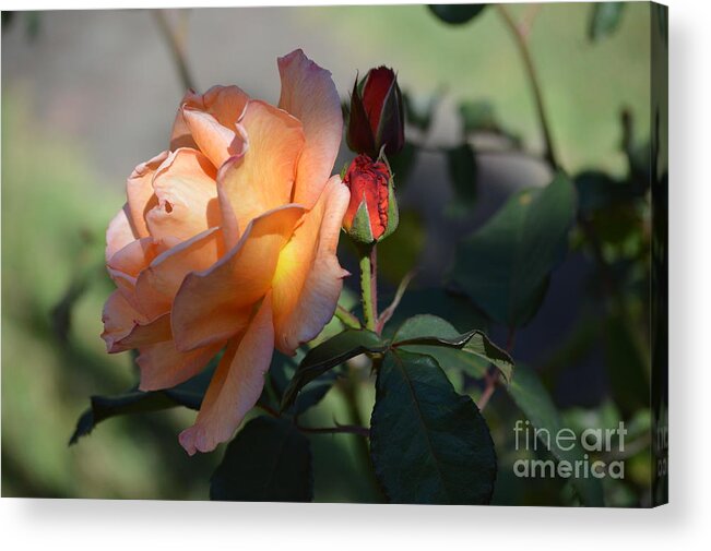 Costa Rica Acrylic Print featuring the photograph Passion Rose by Pamela Shearer