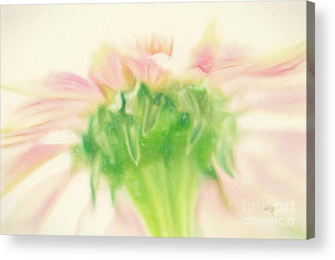 Zinnia Acrylic Print featuring the photograph Pastel Pink Zinnia by Lois Bryan