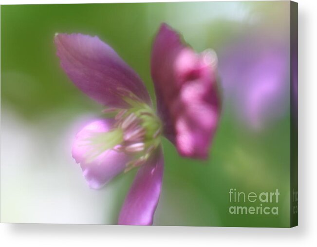 Floral Acrylic Print featuring the photograph Pastel Symphony by Mary Lou Chmura