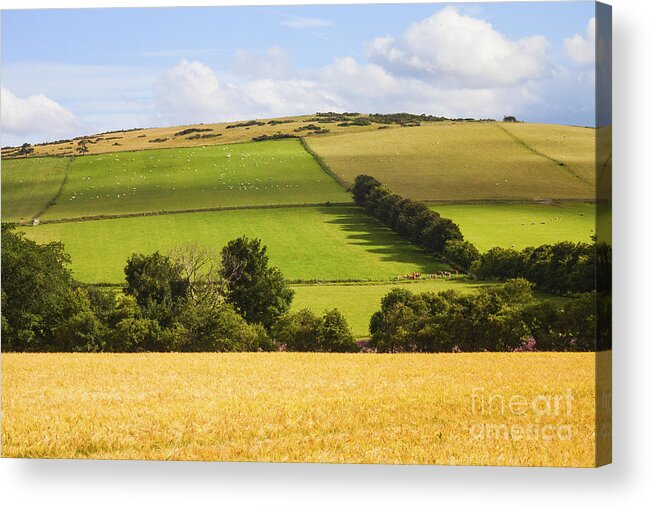 Agriculture Acrylic Print featuring the photograph Pastoral Scene by Diane Macdonald