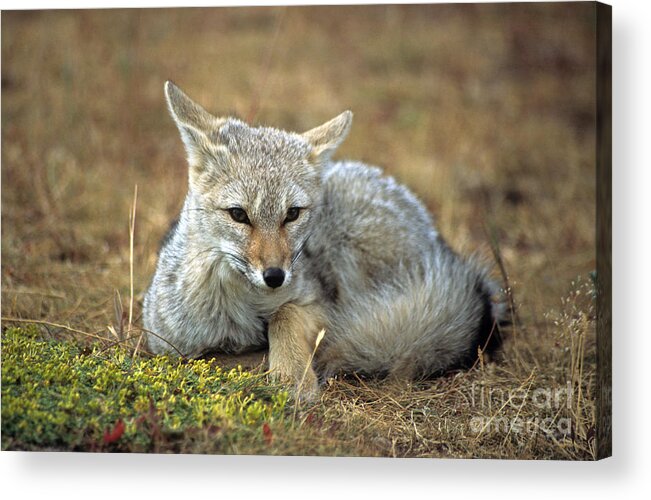 Fox Acrylic Print featuring the photograph Patagonian grey fox portrait by James Brunker