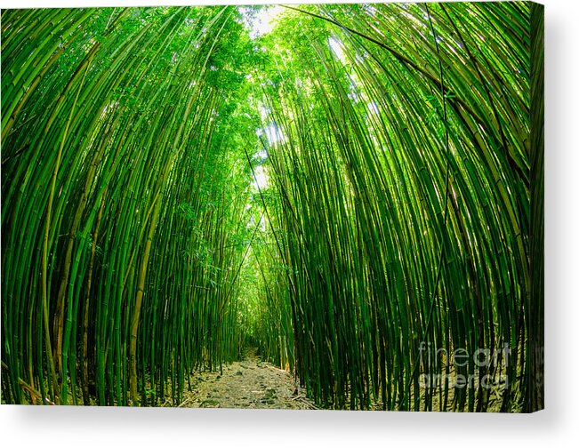 Hawaii Acrylic Print featuring the photograph Path through a bamboo forrest on Maui Hawaii USA by Don Landwehrle