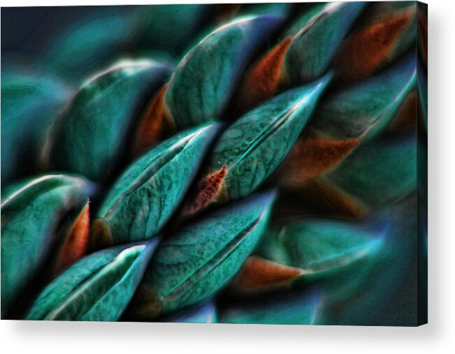 Macro Photography Acrylic Print featuring the photograph Patterns in Nature No.1 by Bonnie Bruno
