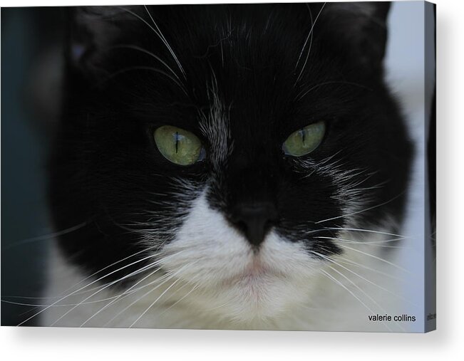 Tuxedo Acrylic Print featuring the photograph Green Eyes of a Tuxedo Cat by Valerie Collins