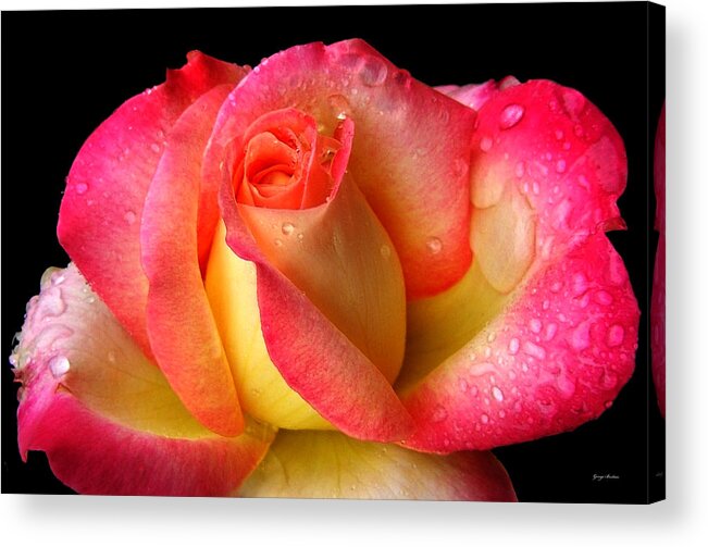Macro Acrylic Print featuring the photograph Peace Rose 001 by George Bostian