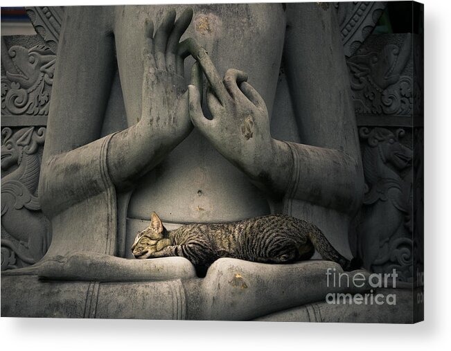 Cute Acrylic Print featuring the photograph Peaceableness by Tosporn Preede